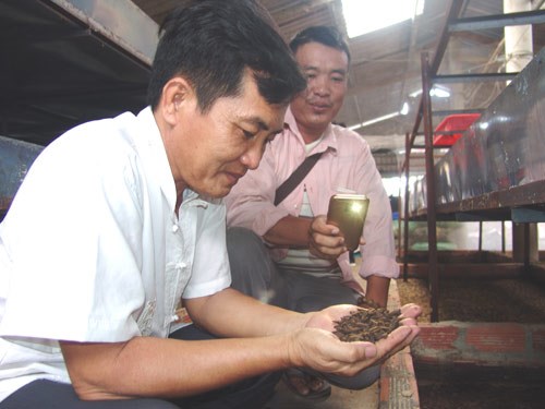 Thầy giáo bỏ nghề về quê...nuôi ruồi lấy trứng, bán 30 triệu/ký - Anh 1