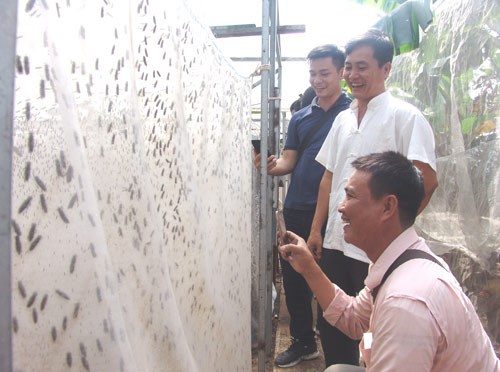 Thầy giáo bỏ nghề về quê...nuôi ruồi lấy trứng, bán 30 triệu/ký - Anh 2