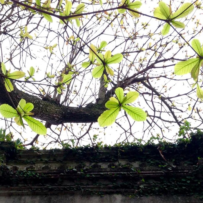 Thời tiết đêm 16 ngày 17.1: Miền Bắc không khí lạnh mạnh rét đậm rét hại diện rộng, miền Trung mưa lớn - Anh 1