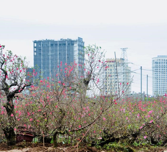 Thời tiết ngày và đêm 23.1: Không khí lạnh suy yếu Bắc Bộ hửng nắng, Trung Bộ giảm mưa - Anh 1