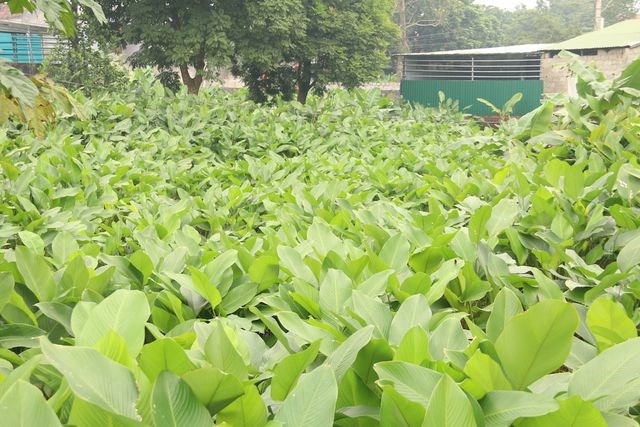 Làng lá dong lớn nhất Hà Nội tất bật vào vụ Tết - Anh 4