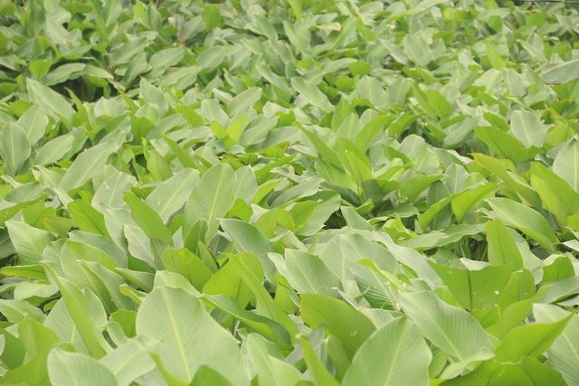 Làng lá dong lớn nhất Hà Nội tất bật vào vụ Tết - Anh 5