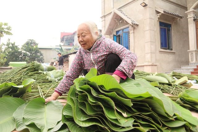 Làng lá dong lớn nhất Hà Nội tất bật vào vụ Tết - Anh 7
