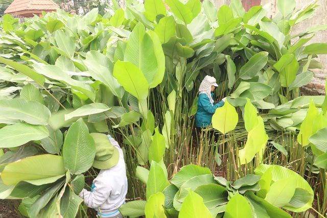 Làng lá dong lớn nhất Hà Nội tất bật vào vụ Tết - Anh 1