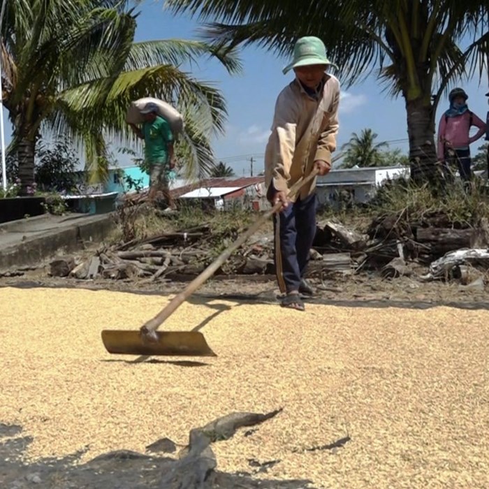 Kiên Giang tháo gỡ khó khăn tiêu thụ lúa cho nông dân - Anh 1
