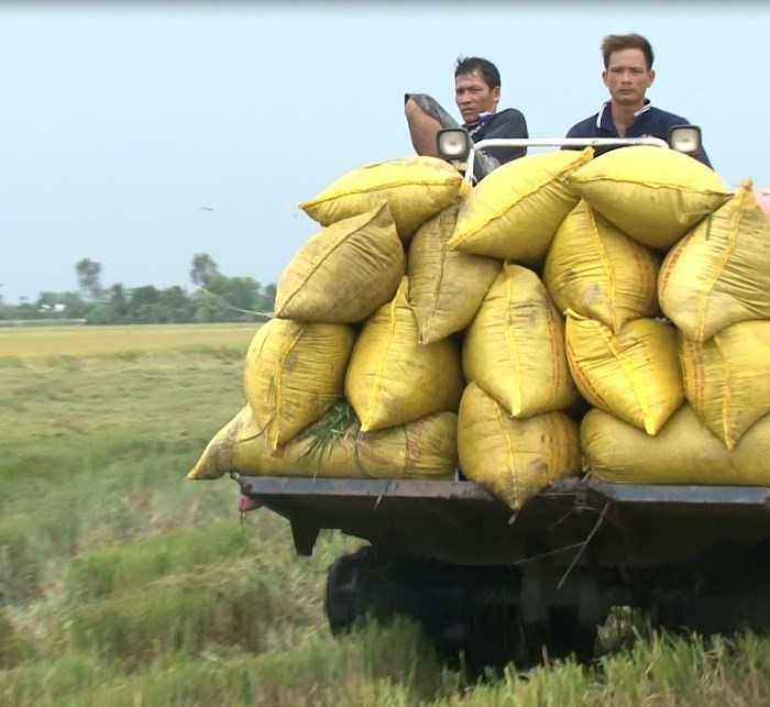 Kiên Giang tháo gỡ khó khăn tiêu thụ lúa cho nông dân - Anh 3