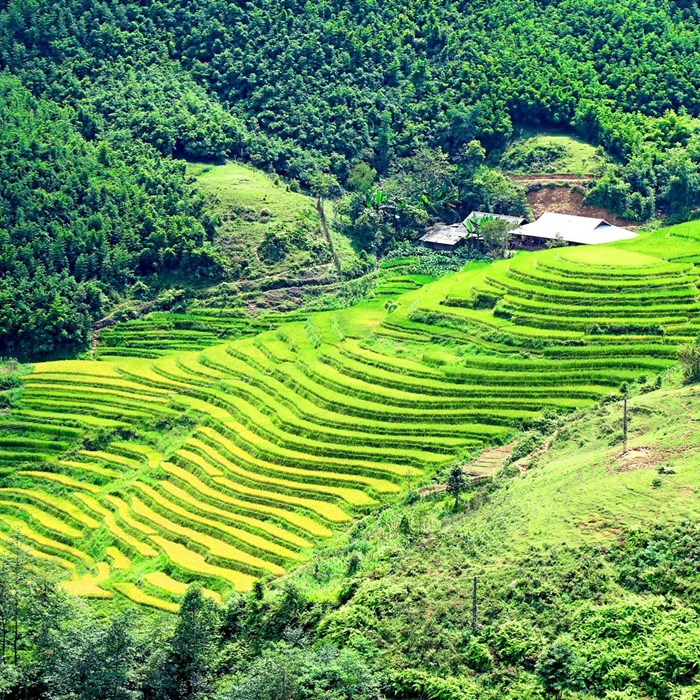 Thung lũng Mường Hoa đẹp như tranh trong mùa lúa chín - Anh 3
