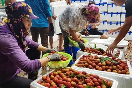 Nông sản Việt: Vì sao nơi bội thu, nơi phải... giải cứu? - Anh 1