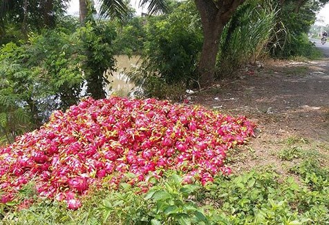 Nông sản Việt: Vì sao nơi bội thu, nơi phải... giải cứu? - Anh 2