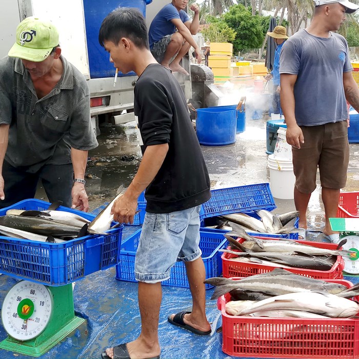 Cá bớp chết hàng loạt, người nuôi điêu đứng - Anh 1