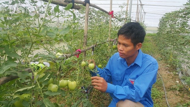 Kỹ sư 8X bỏ về quê trồng rau an toàn chỉ lo 