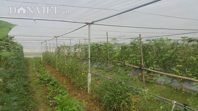 Kỹ sư 8X bỏ về quê trồng rau an toàn chỉ lo 