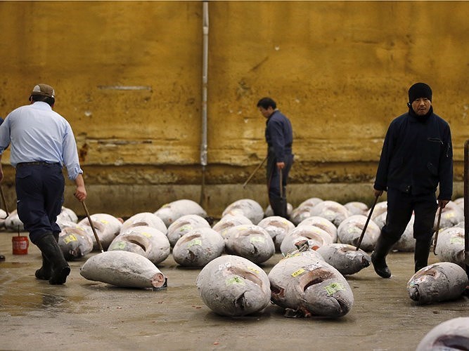 Cho ca lon nhat the gioi co gi dac biet? - Anh 10