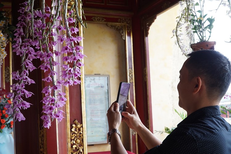 Trưng bày 1.000 cây kiểng và phong lan ba miền tại Huế - Anh 1