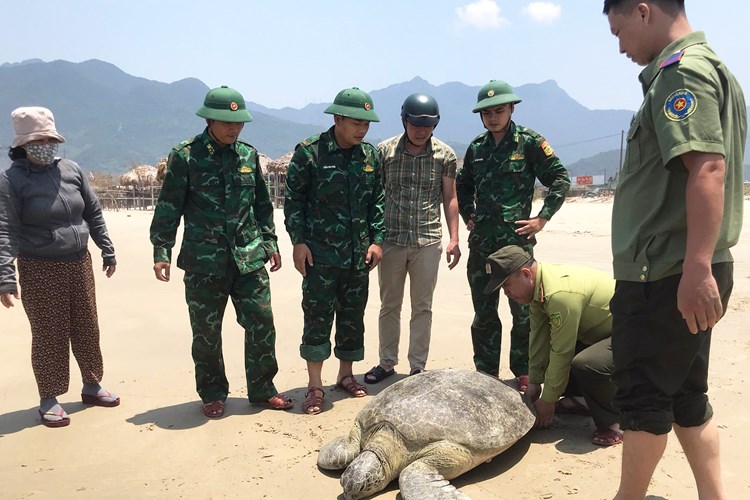 Thả cá thể vích nặng hơn 100 kg về môi trường biển - Anh 1