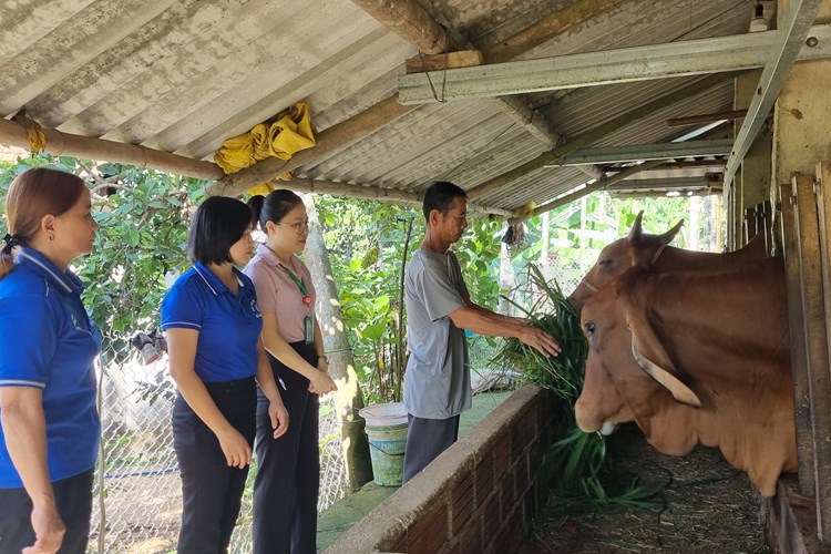 Tư Nghĩa (Quảng Ngãi): Nâng cao đời sống nhờ nguồn vốn vay chính sách - Anh 2