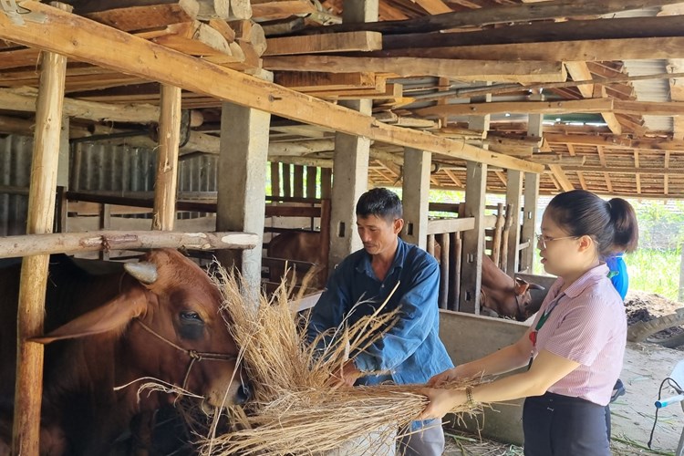 Tư Nghĩa (Quảng Ngãi): Nâng cao đời sống nhờ nguồn vốn vay chính sách - Anh 5