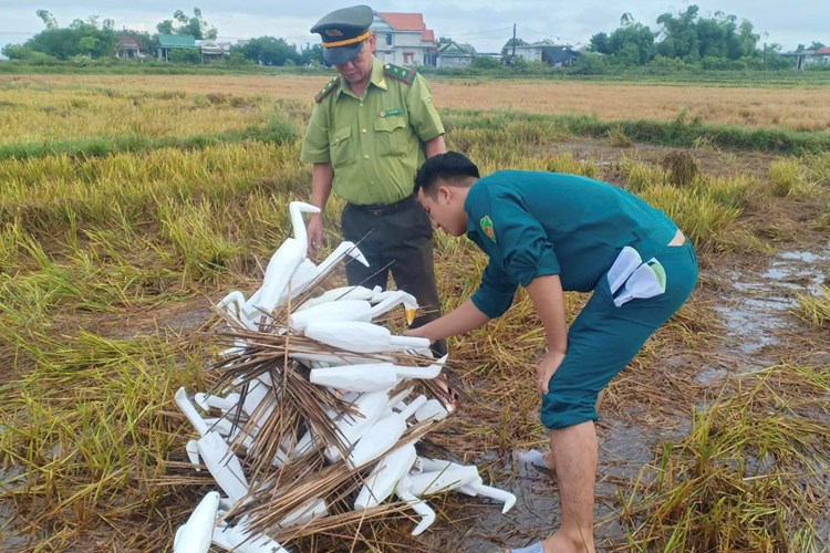 Thừa Thiên Huế: Ra quân tháo dỡ, tiêu hủy hàng trăm bẫy chim trời - Anh 2