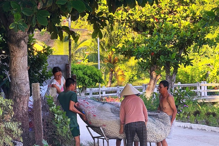 Tìm giải pháp bảo tồn và phát triển bền vững tài nguyên Khu sinh quyển Cù Lao Chàm - Anh 2
