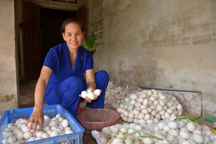 Quảng Ngãi: Gương phụ nữ nghèo vượt khó phát triển kinh tế từ mô hình nuôi vịt đẻ kết hợp lò ấp - Anh 1