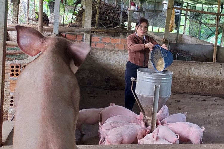 Hành Thiện nỗ lực nhiều giải pháp giảm nghèo - Anh 1