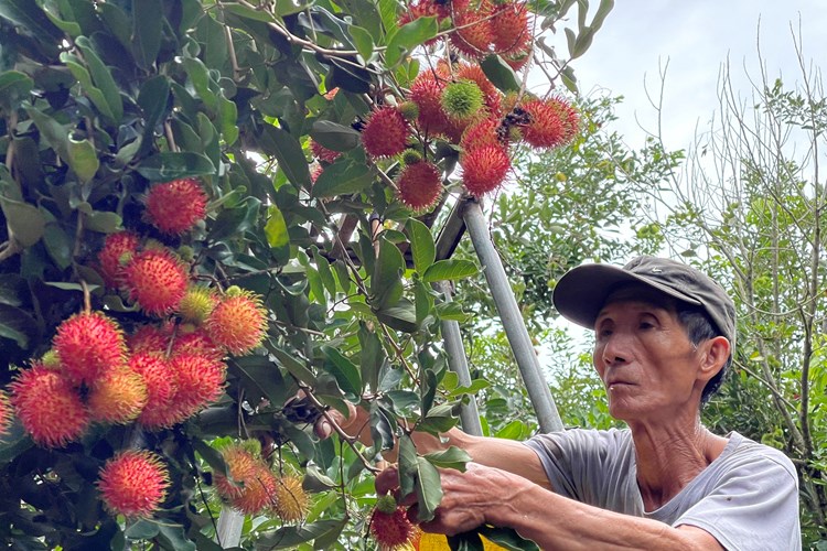 Mùa chôm chôm ở “thủ phủ” trái cây Quảng Ngãi - Anh 1