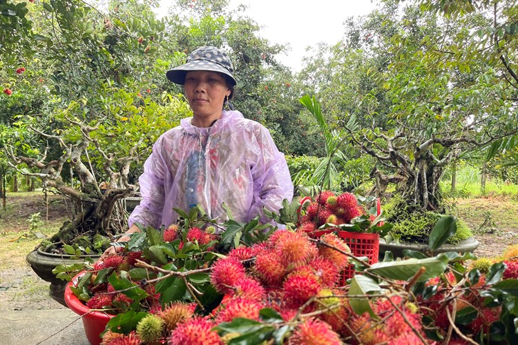 Mùa chôm chôm ở “thủ phủ” trái cây Quảng Ngãi - Anh 4