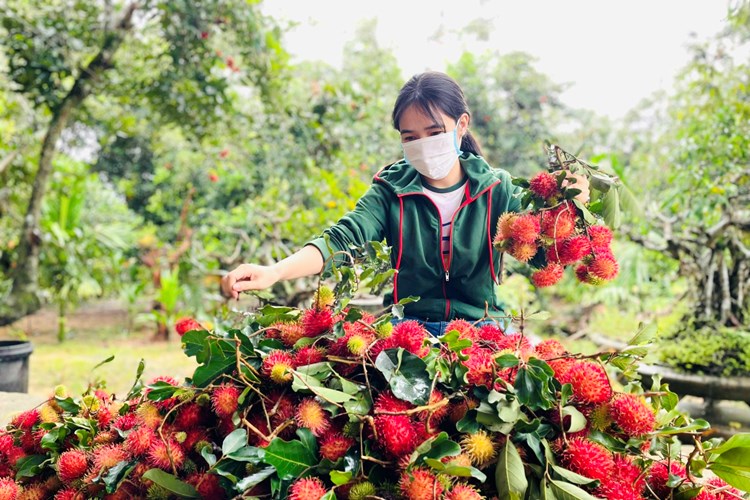 Mùa chôm chôm ở “thủ phủ” trái cây Quảng Ngãi - Anh 2