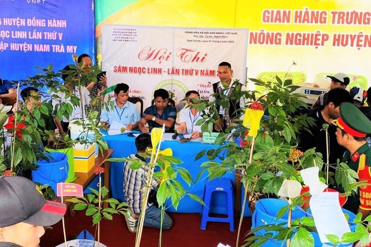 Quảng Nam: Đề án phát triển sâm Ngọc Linh đến năm 2030, định hướng đến năm 2045 - Anh 1