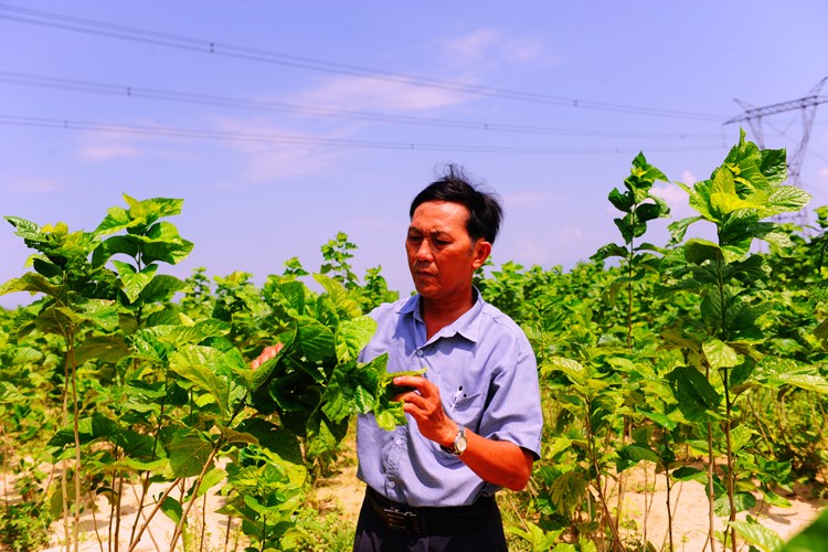 Dâu tằm tơ Việt Nam với giấc mơ vươn ra thế giới - Anh 3