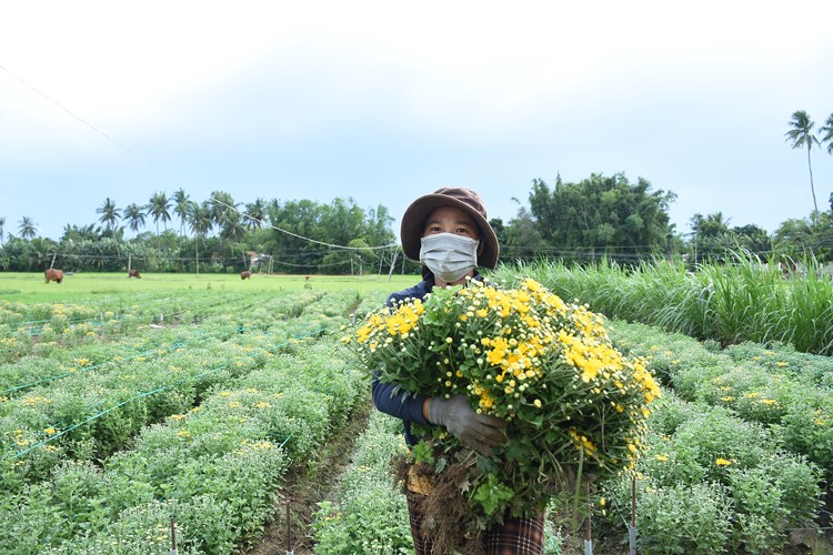Quảng Ngãi: Trồng hoa làm du lịch - Hướng đi mới của người nông dân - Anh 1