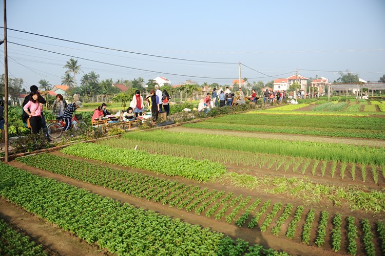 Du lịch xanh tại làng rau hơn 300 tuổi - Anh 1
