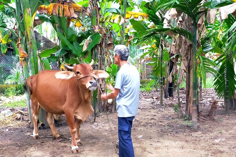 Nghĩa Hành: Xã Hành Trung chú trọng công tác giảm nghèo, nâng cao thu nhập cho người dân - Anh 5