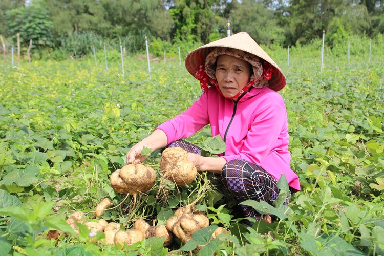 Quảng Ngãi: Sắn bán không được, nông dân “ngậm đắng nuốt cay” đổ bỏ - Anh 2