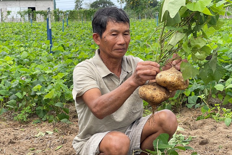Quảng Ngãi: Sắn bán không được, nông dân “ngậm đắng nuốt cay” đổ bỏ - Anh 4