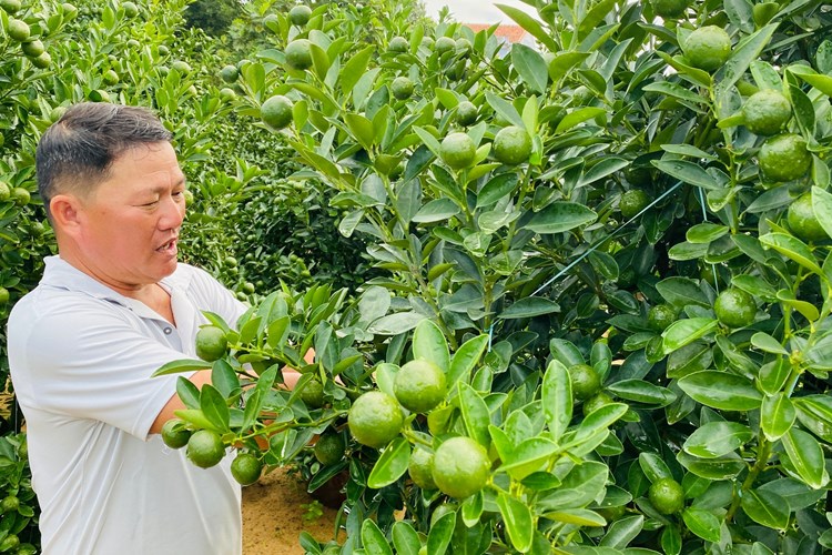 Làng quất cảnh Cẩm Hà rộn ràng chuẩn bị  vụ Tết - Anh 2
