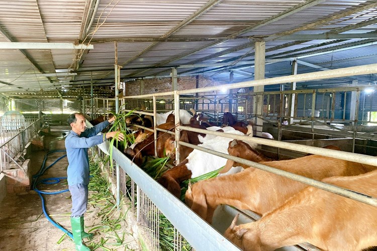 Quảng Ngãi: Thị trấn Chợ Chùa đẩy mạnh phát triển kinh tế, giảm nghèo bền vững - Anh 1