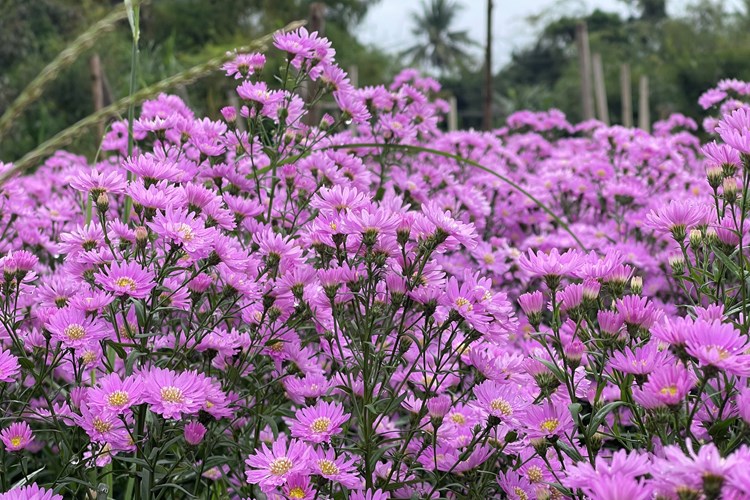 Vùng trồng hoa lay ơn Quảng Ngãi sẵn sàng phục vụ Tết - Anh 5