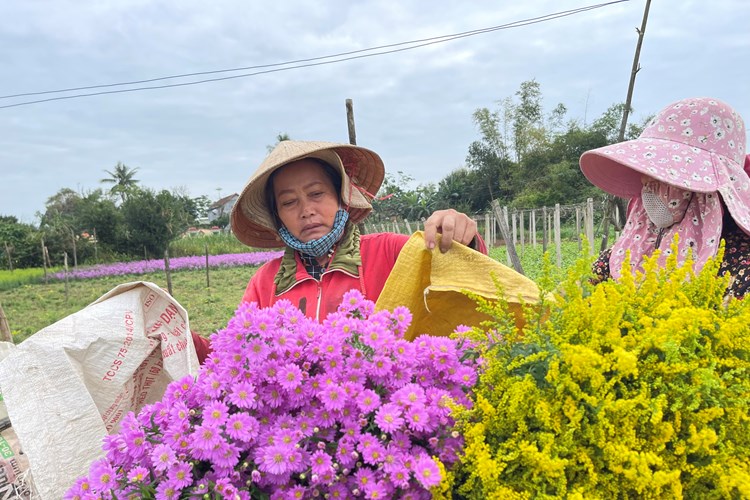 Vùng trồng hoa lay ơn Quảng Ngãi sẵn sàng phục vụ Tết - Anh 4