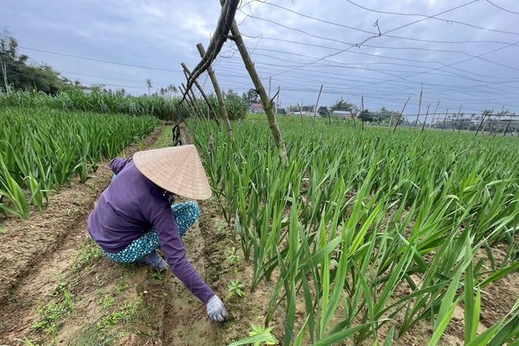 Vùng trồng hoa lay ơn Quảng Ngãi sẵn sàng phục vụ Tết - Anh 2