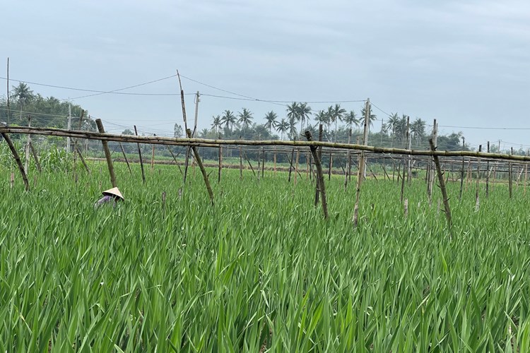 Vùng trồng hoa lay ơn Quảng Ngãi sẵn sàng phục vụ Tết - Anh 1