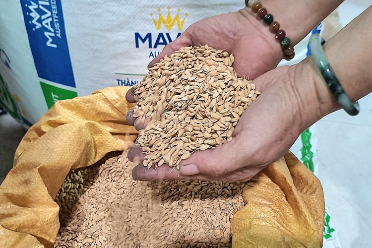 Thơm ngon bánh nổ nếp ngự Sa Huỳnh - Anh 5
