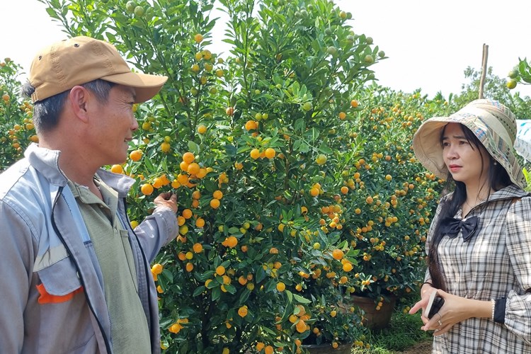 Quất cảnh sẵn sàng “xuống phố” phục vụ Tết Nguyên đán - Anh 7