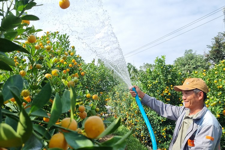 Quất cảnh sẵn sàng “xuống phố” phục vụ Tết Nguyên đán - Anh 1