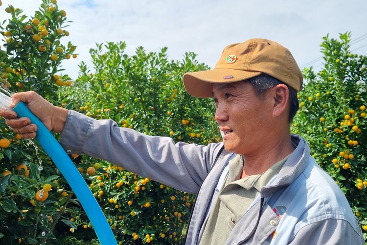 Quất cảnh sẵn sàng “xuống phố” phục vụ Tết Nguyên đán - Anh 4