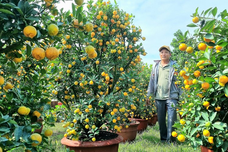Quất cảnh sẵn sàng “xuống phố” phục vụ Tết Nguyên đán - Anh 2