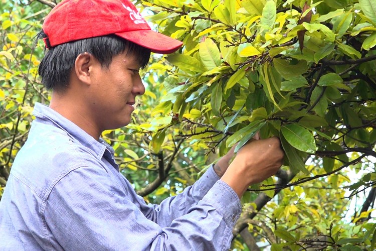 Quảng Ngãi: Nhà vườn tất bật xuống lá mai đón Tết - Anh 1