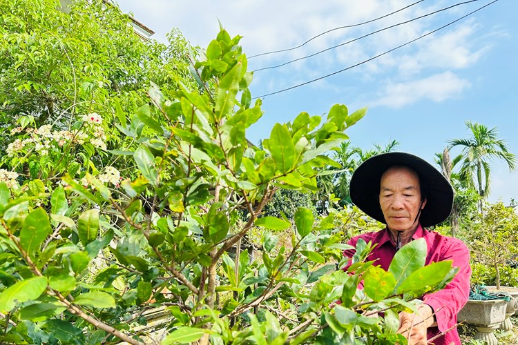 Quảng Ngãi: Nhà vườn tất bật xuống lá mai đón Tết - Anh 4