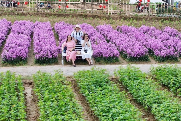 Cánh đồng hoa Nghĩa Hà mở cửa đón khách - Anh 3