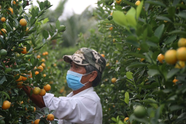 Rộn ràng ngày hội quật cảnh Cẩm Hà - Anh 3